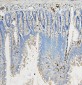 Anti-COPE Antibody Picoband™ (monoclonal, 9B6)